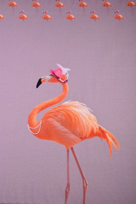 Dzianina bawełniana z cyfrowym nadrukiem flaminga 80090