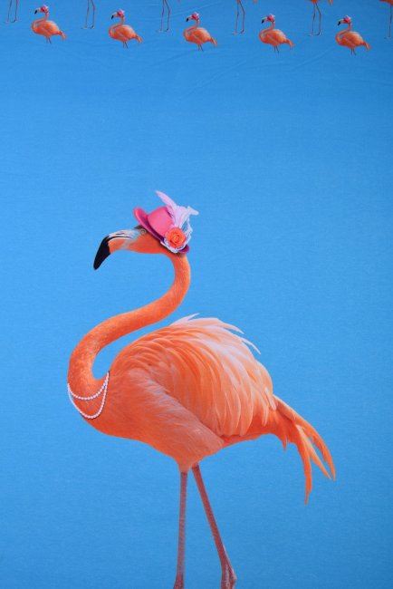 Dzianina bawełniana turkusowa z cyfrowym nadrukiem flaminga 80088