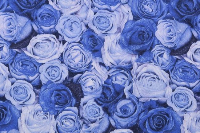 Lycra niebieska z nadrukiem róż 11511/005